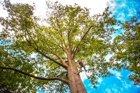 Best Lot and Land Clearing  in New Hope, OR