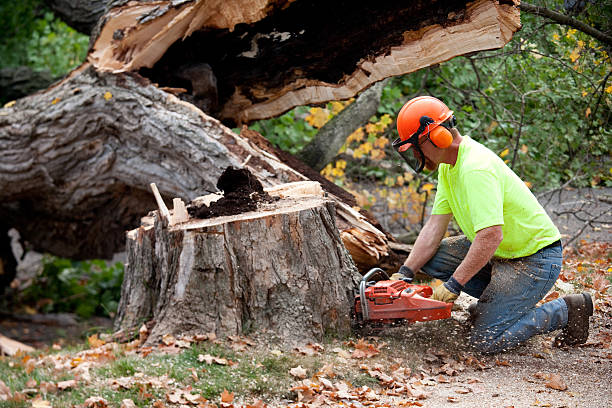 Best Arborist Consultation Services  in New Hope, OR